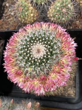 Mammillaria johnstonii